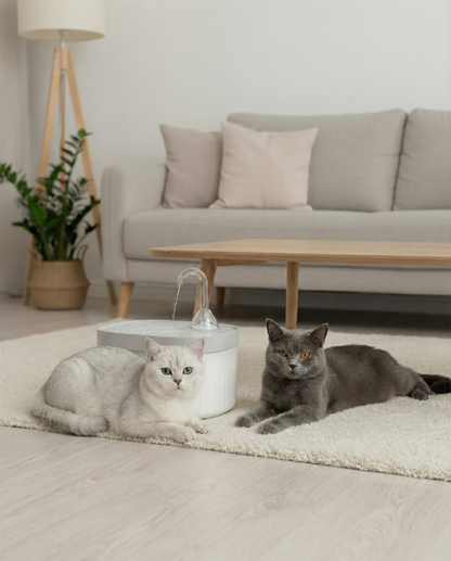 Patila Su Pınarı ve Filtre