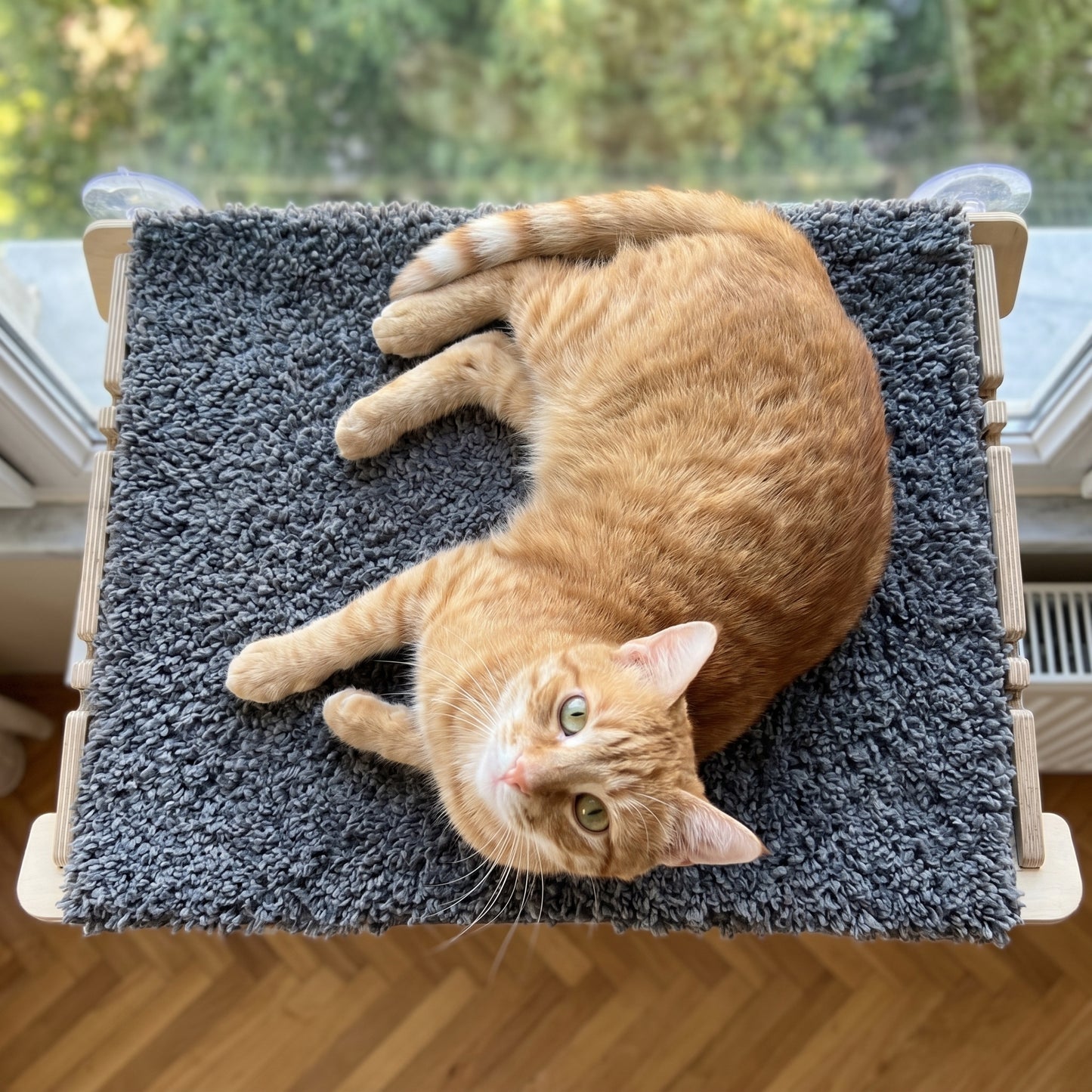 Vantuzlu Kedi Yatağı